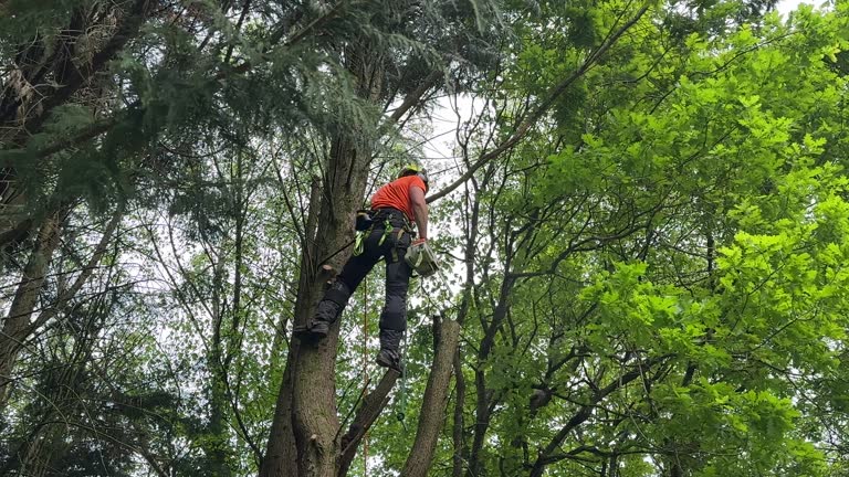 Best Palm Tree Trimming  in Napili Honokowai, HI